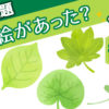 【記憶問題】どの絵があった？