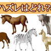【仲間外れ探し】1つだけ種類が違うものを答える問題です。