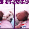 【間違い探し】左右に並んだ写真で間違いを3か所探す問題