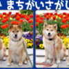 【間違い探し】3か所の間違いを探す楽しい脳トレ