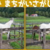 【間違い探し】写真の中の間違いを探す楽しい問題