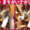 【間違い探し】脳を鍛える大好評の脳トレ問題！