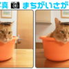 【間違い探し】2枚の写真を見比べて3つの違いを探す楽しい脳トレ！