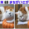 【間違い探し】2枚の写真で異なる3つの違いを探す脳トレ！