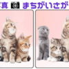 【写真間違い探し】脳の老化を防止する脳トレ問題