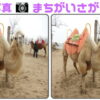 【間違い探し】写真を見て3か所の間違いを見つける脳トレ