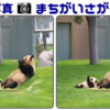 【写真間違い探し】ハイレベルの脳トレ問題
