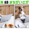 【写真間違い探し】集中力を鍛える高齢者向け脳トレ